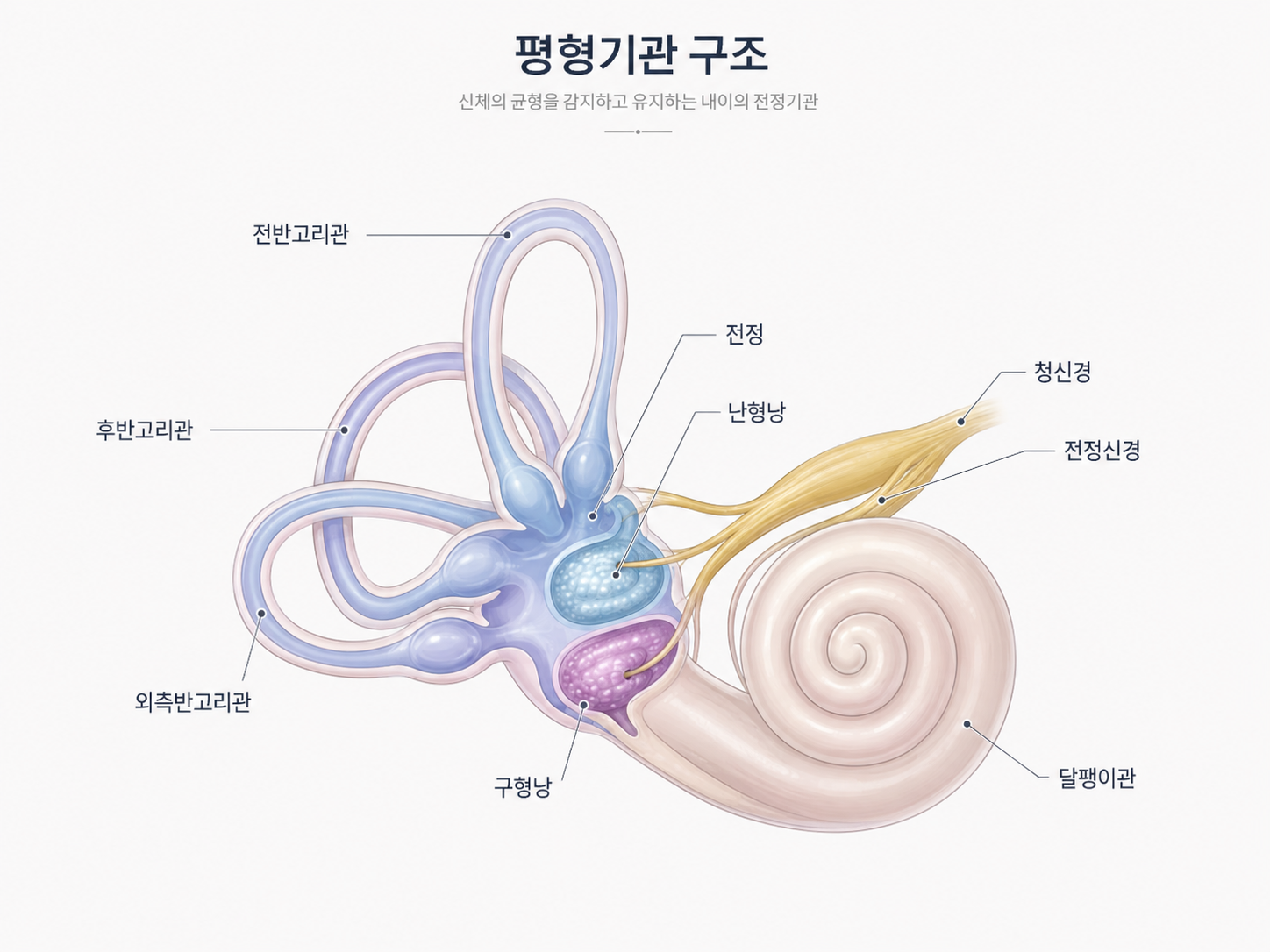 평형기관의 구조를 이해하면 어지럼 증상을 설명하기 쉽습니다.
