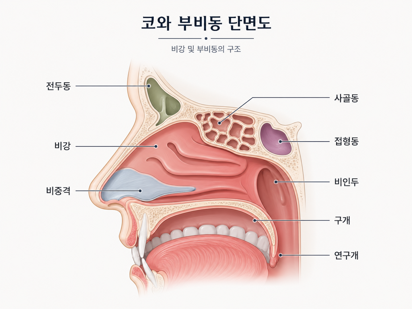 코막힘과 콧물은 여러 부위의 상태와 관련될 수 있습니다.