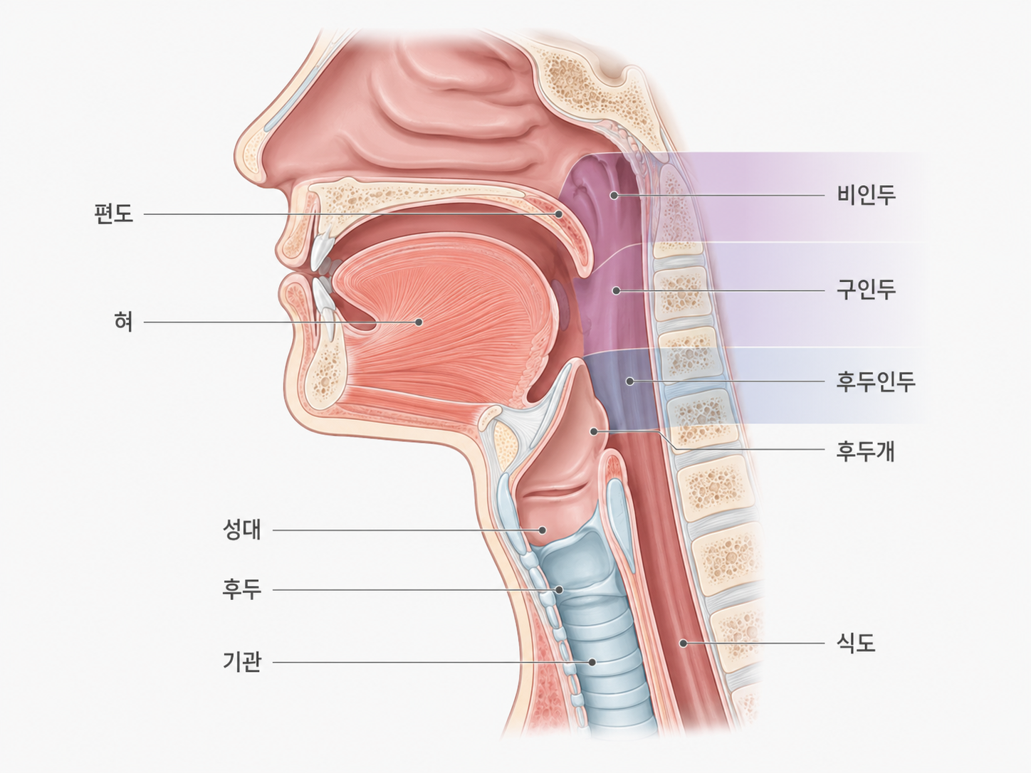 목소리와 삼킴, 호흡에 관여하는 구조